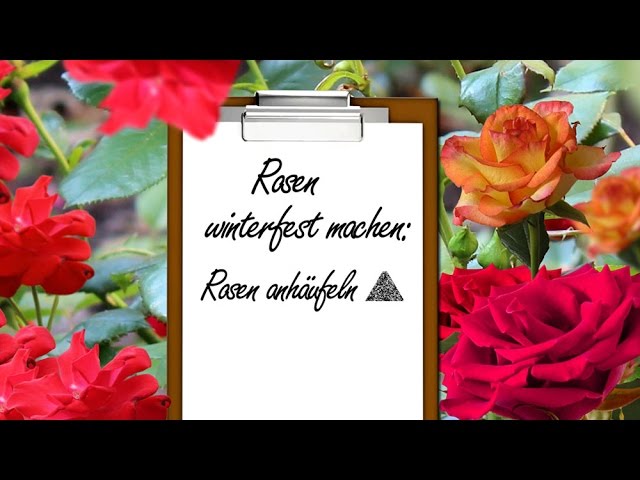 Rosen winterfest machen: Rosen anhäufeln - YouTube