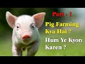 Pig Farming Kya Hai ? Hum Pig Farming Kyon Karen ? Part - 1 || Swastik Pig Farm