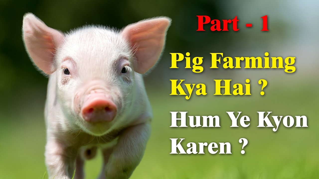 Pig Farming Kya Hai ? Hum Pig Farming Kyon Karen ? Part - 1 || Swastik ...