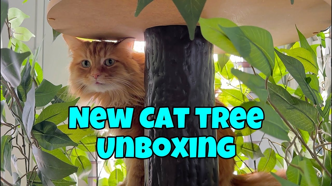 New Cat Tree Unboxing, Build and Honest Review