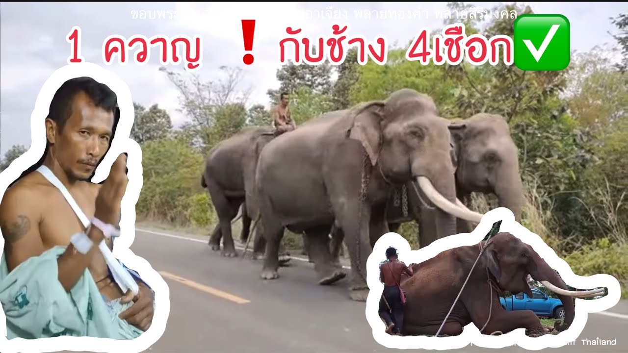 1 ควาญ ❗️ กับช้าง 4 เชือก ✅ [พลายบัวบาน]