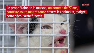 Besançon : 60 chats découverts morts dans un congélateur