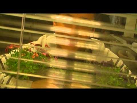 როგორ მოვუაროთ ოთახის ყვავილებს?