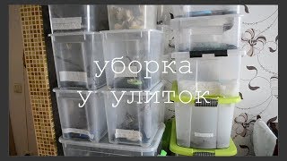 УБОРКА У УЛИТОК