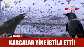Kargalar Yine Istila Etti