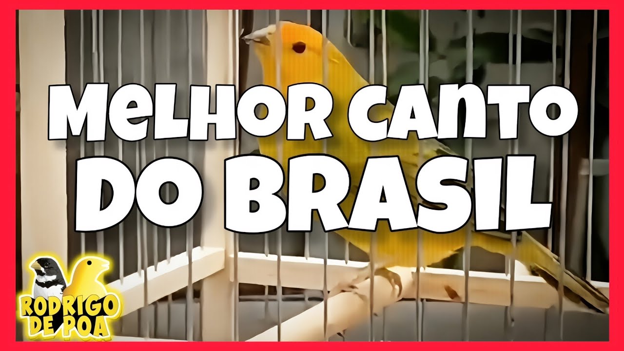 Canto para esquentar o canário da terra