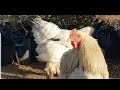 #ماذا تعرف عن دجاج البراهما العملاق و تعرف على طريقة تربيته