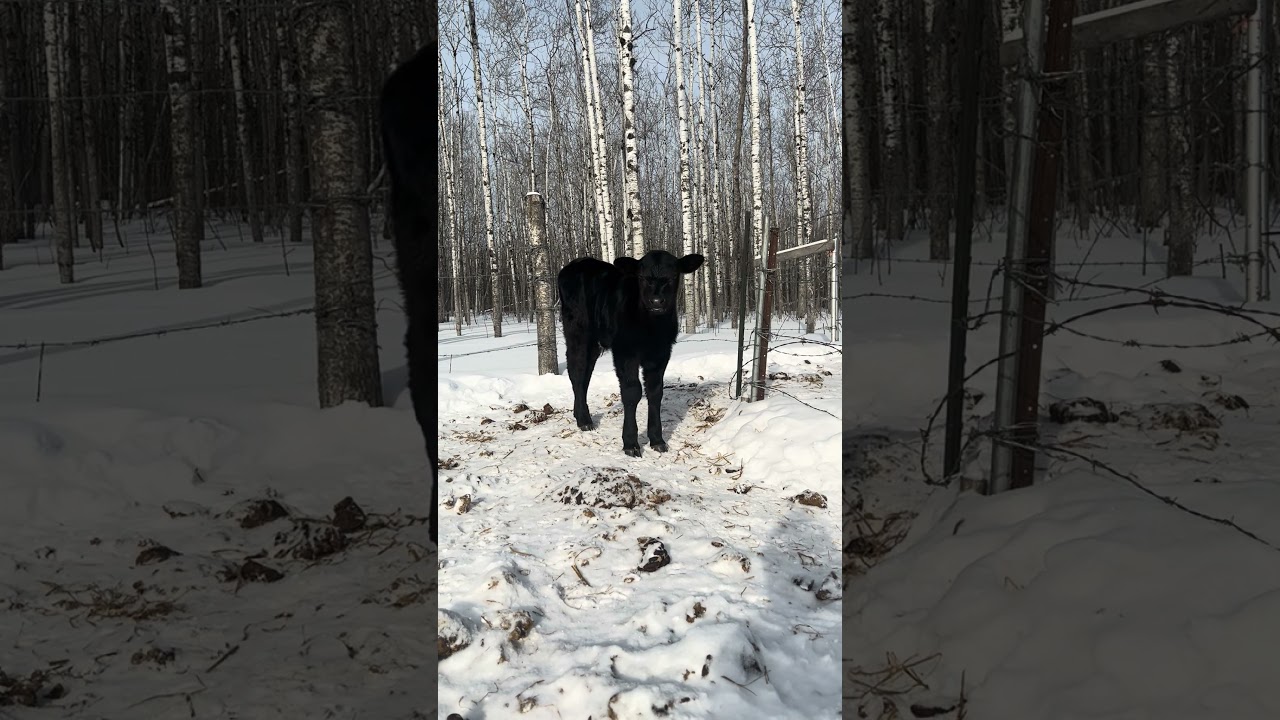 Our not so little 10 day old calf 