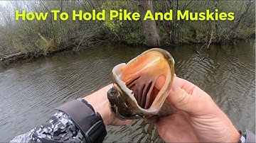 Hoe je gemakkelijk snoek en muskie kunt vangen!