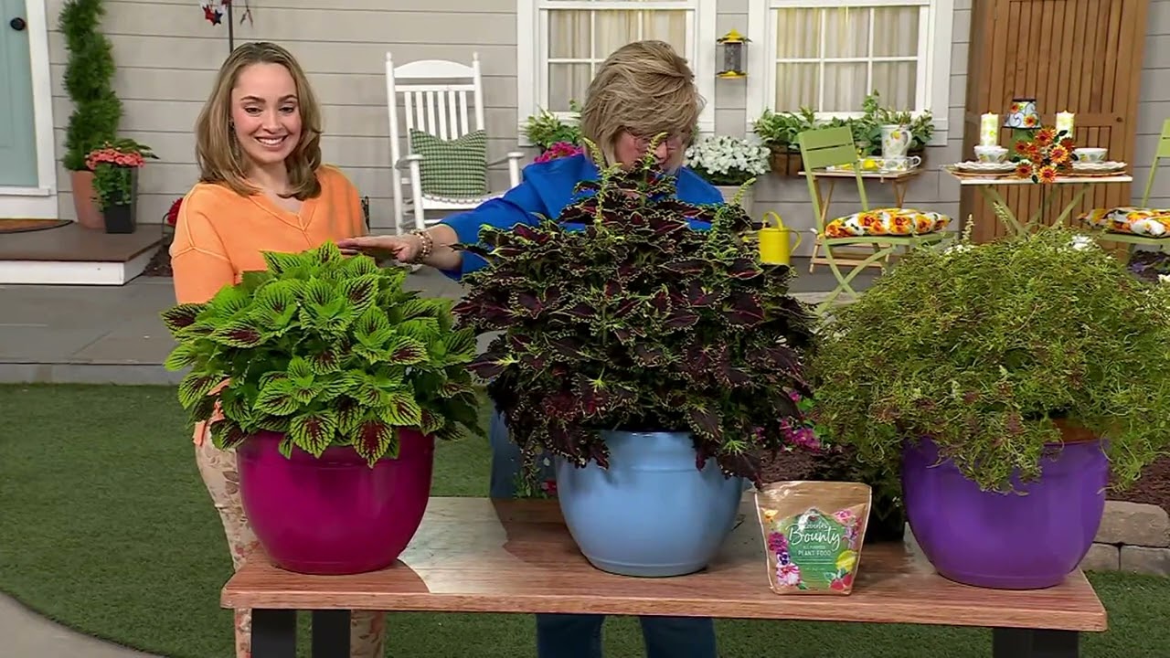 Girl Next Door 3Pc Colorful Coleus Collection Live Plants on QVC