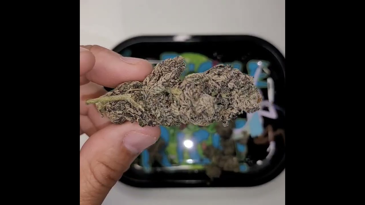 Exotik Bred !!! Amazing Zaaaa!!!