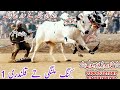 Qalandri 1 ty king malangi champion dand 2022  bull race pakistan