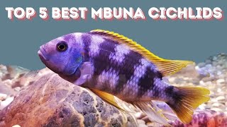 Best Mbuna cichlids