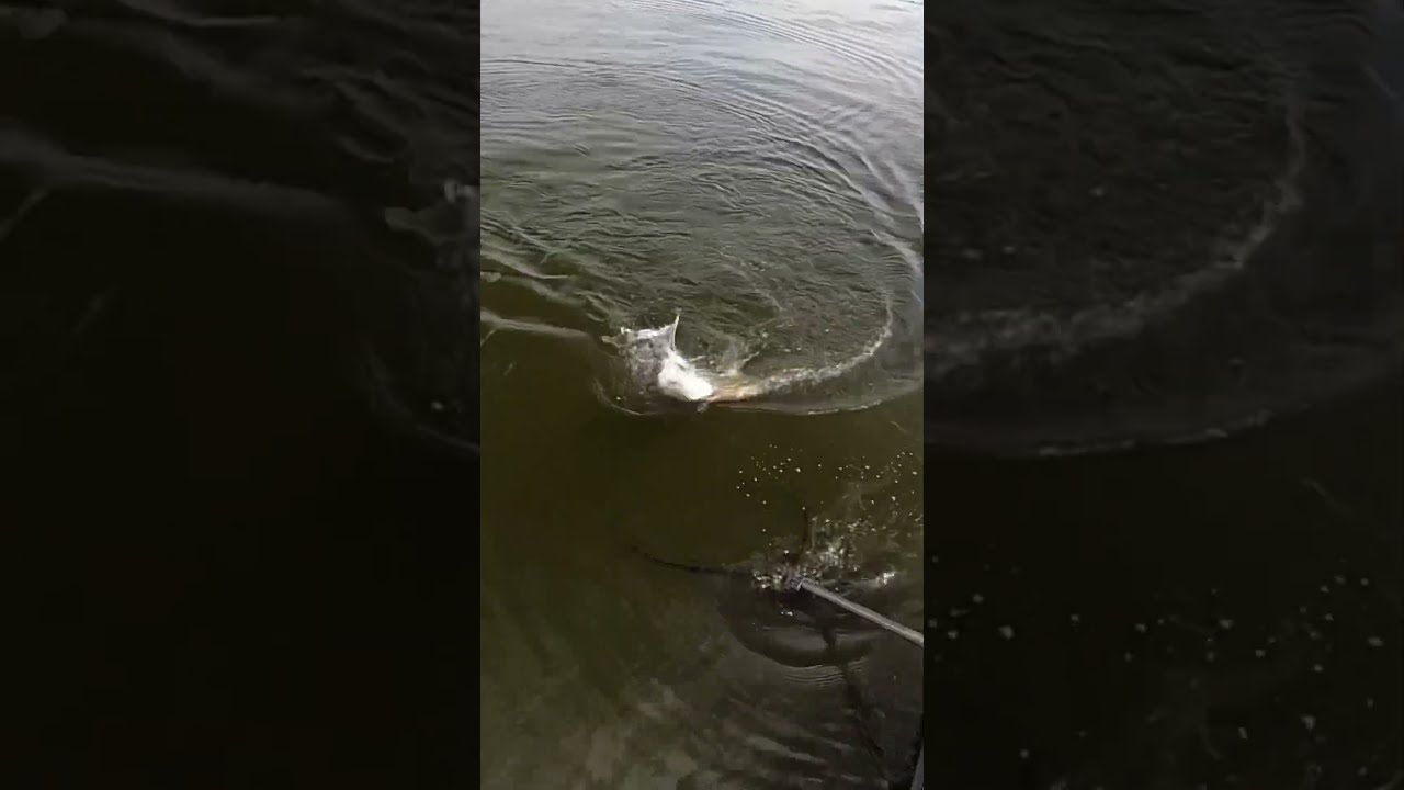 BIG MUSKY For Tyler Minnesota Musky Muskyfishing Fishing