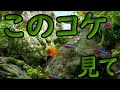 【エーハイム2213】緑ヒゲ苔大量発生！緊急メンテナンス【アクアリウム】