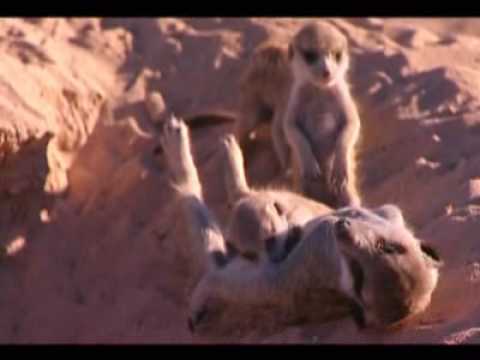 meerkat manor puff