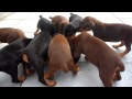 Filhotes de Doberman á venda