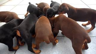 Filhotes de Doberman a venda