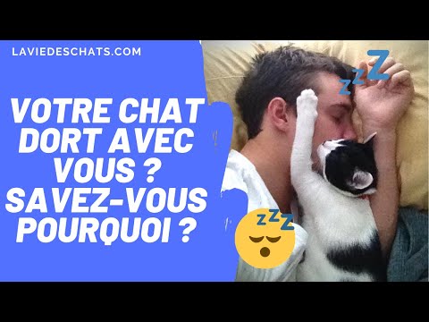 Vidéo: Comment faire un bruit pour un chiot avec des jambes évasées