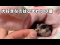 ひまわりの種を食べるハムスターではなくモモンガ sugarglider nuts