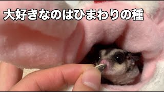 ひまわりの種を食べるハムスターではなくモモンガ sugarglider nuts