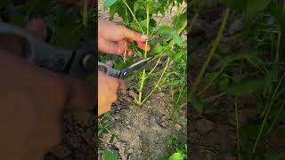 Peaceful Countryside Diary: Busy Day on the Small Farm #shorts #vlog #china