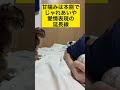 【去勢済み猫】ネコの甘噛みと本気噛みの違い#shorts