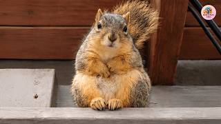 She Saved A Baby Squirrel Years Later, It Trusted Her With Its Own Babies