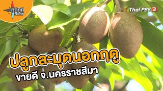 ปลูกละมุดนอกฤดูขายดี จ.นครราชสีมา | อาชีพทั่วไทย