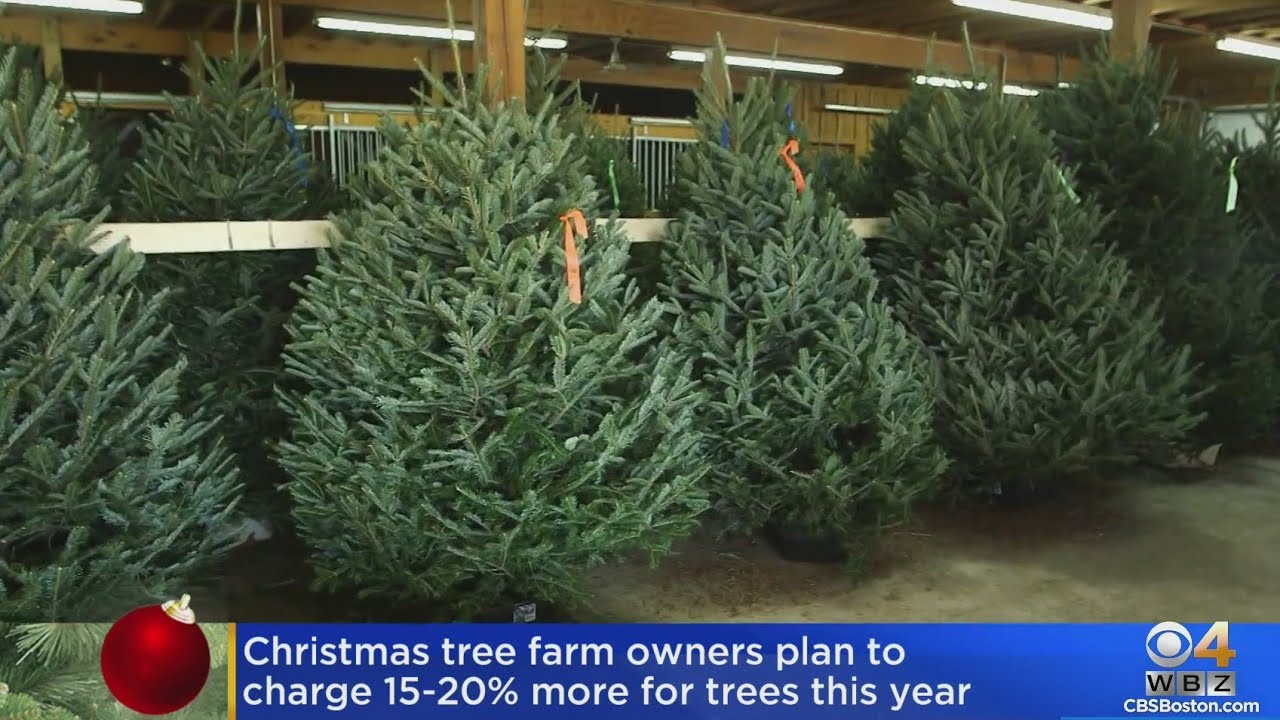 Farm owners plan to charge more for Christmas trees this year - YouTube