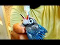 HOW TO TRAIN a Baby Bird to EAT! *RESCUED*