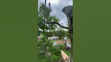 #crane #climber #static #rigging #trees #treework