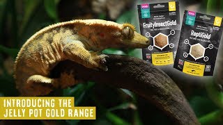 Healthy, Nutritious Gel For Reptiles | JellyPotGold Range by Arcadia Reptile