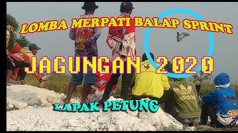 Lomba merpati balap sprint jagungan 2020 -  lapak petung