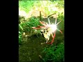 Part#1. Cinematic Close-Up of Spider Moving on Web in Tropical Forest Flores Indonesia.#localguide