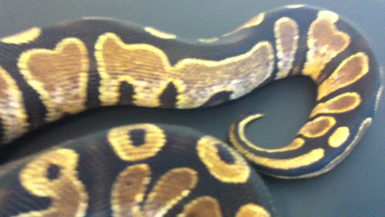 camera iphone 8 plus apk SUGAR BALL PYTHON
