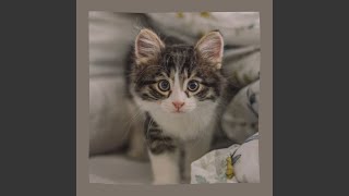 Subtle Kittens Playing