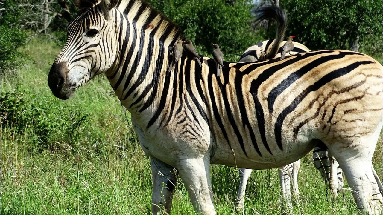 polska hd South Africa - Ezemvelo National Park