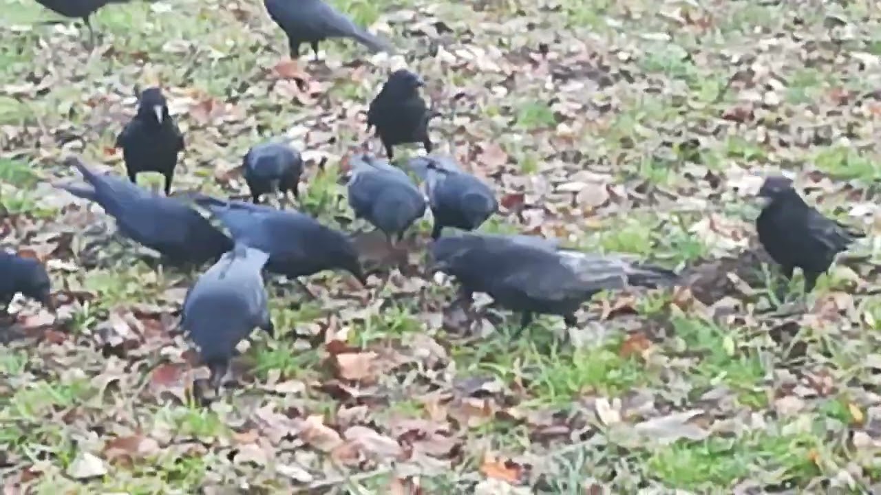 Papa Jaco ❤️😂