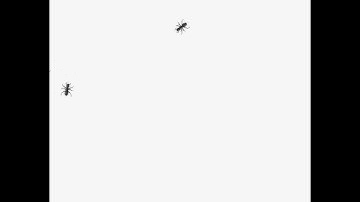 Ant Project - Simulation and Modelling