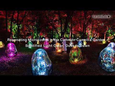 Resonating Microcosms in the Common Camellia Garden - Solidified Light Color, Dusk to Dawn