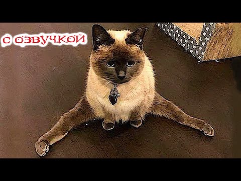 Приколы с котами! - С ОЗВУЧКОЙ! Смешные животные! Смешные Коты и Собаки!