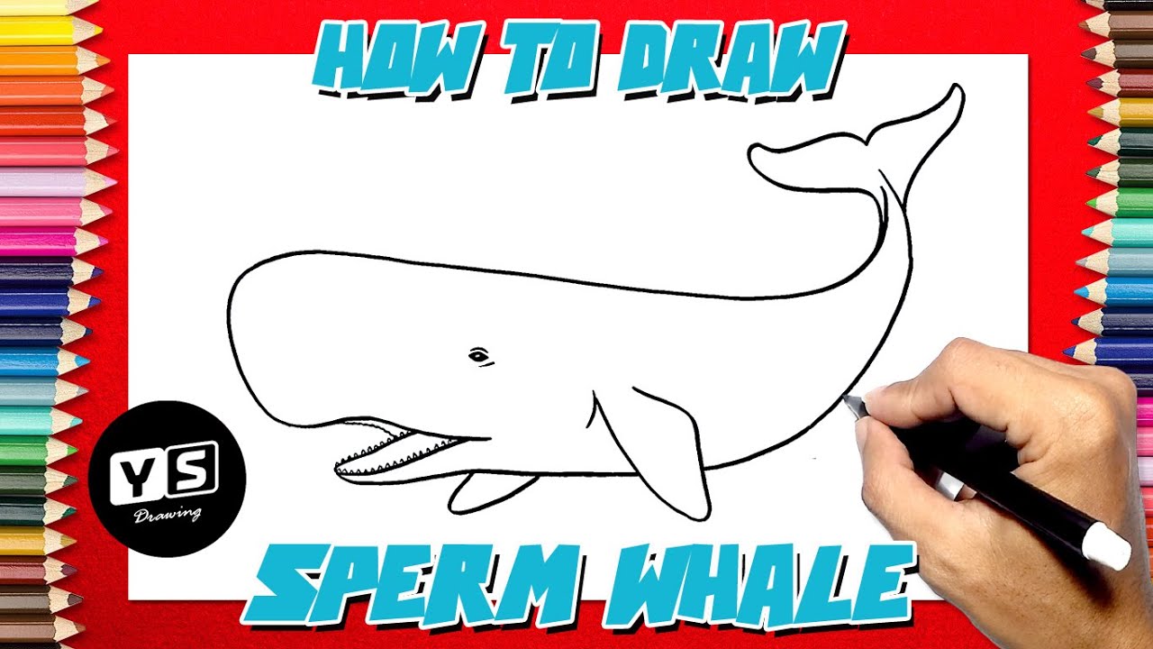 pilot whale drawing