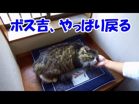 可愛い画像 Rescued cat, Boss Cat returns to his room