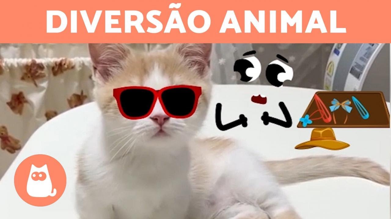 CACHORROS e GATOS engraçados brincando com OBJETOS ANIMADOS 🐶🎈🐱 