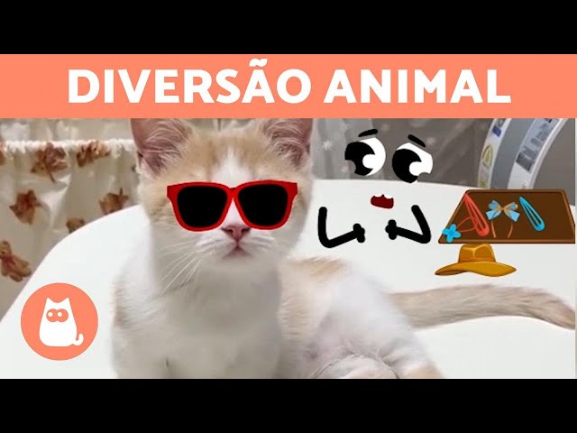 10 vídeos de gatos úteis e divertidos do canal do PeritoAnimal