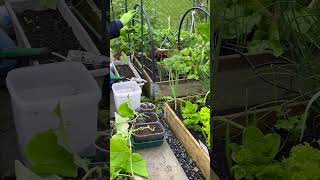 Plant first cucumbers of the season #maygardening #cucumberplant #homegarden #gardening #howto #sh