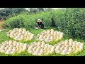 OMG Wow unique -A man picked a lot of duck eggs near a river in the grass.