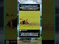 .Male Lion vs. Warthog: The King’s Brutal Kill#MaleLion #WarthogHunt #LionPredator #AfricanWildlife