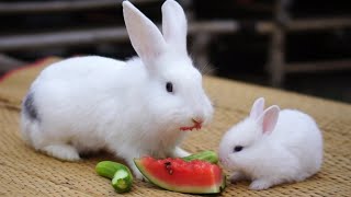 เพลงกระต่ายสีขาว กระต่ายน่ารัก เพลงเด็ก by kidstvonline